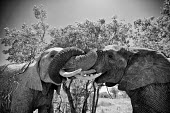 African elephant Africa,African,African elephant,africana,Animal,Animals,ears,elephant,elephants,Fauna,Horizontal,Landscape,Loxodonta,Loxodonta africana,Mammal,mammals,outdoors,outside,Safari,South Africa,trunk,Waterb