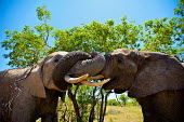 African elephant Africa,African,African elephant,africana,Animal,Animals,ears,elephant,elephants,Fauna,Horizontal,Landscape,Loxodonta,Loxodonta africana,Mammal,mammals,outdoors,outside,Safari,South Africa,trunk,Waterb