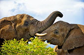 African elephant Africa,African,African elephant,africana,Animal,Animals,ears,elephant,elephants,Fauna,Loxodonta,Loxodonta africana,Mammal,mammals,outdoors,outside,Portrait,Safari,South Africa,trunk,Vertical,Waterberg
