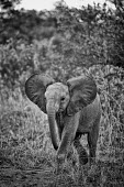 A baby African elephant with ears out walking toward camera action,active,Africa,African,African elephant,africana,Animal,Animals,baby,Black,Black and White,b&w,ears,ears out,elephant,elephants,eye contact,eyes,family,Fauna,full body,Grey,little,looking,lookin