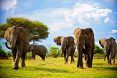 African elephant Africa,African,African elephant,africana,Animal,Animals,ears,elephant,elephants,Fauna,Loxodonta,Loxodonta africana,Mammal,mammals,outdoors,outside,Portrait,Safari,South Africa,trunk,Waterberg,Wild,Wil