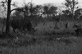 Rhino and leopard rhino,rhinos,leopard,leopards,black and white,b&w,plains,habitat,feeding,eating,watching