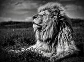 The Lion lion,lions,big cat,big cats,cat,cats,male,adult,black and white,black and white photography,b&w,king,proud,texture,fur,mane,nose in the air,shallow focus,lying,resting,portrait,Felidae,Cats,Mammalia,M