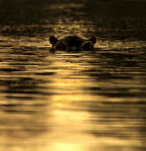Invisible hippopotamus,hippo,hippos,eyes,water,river,submerged,sunset,golden,ripples,ears,surface,shallow focus,negative space,copy space,Hippopotamidae,Hippopotamuses,Mammalia,Mammals,Even-toed Ungulates,Artio