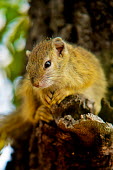 Smith's bush squirrel Africa,Animal,Animals,cepapi,Fauna,mammal,outdoors,outside,Paraxerus,Paraxerus cepapi,rodent,rodents,Safari,Smithâs Bush Squirrel,South Africa,squirrel,squirrels,Tree Squirrel,tree squirrels,Wild,W