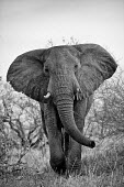 African elephant Africa,African,African elephant,Animal,Animals,elephant,elephants,Fauna,Loxodonta,Loxodonta africana,Mammal,mammals,outdoors,outside,Safari,South Africa,Wild,Wildlife,adult,low angle,looking towards c