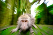 Crab-eating macaques animal,monkey,monkeys,Macaque,Macaca,Bali,wildlife,crab-eating,colour,fascicularis,South-East Asia,bud,Indonesia,Long-tailed Macaque,cercopithecine,primate,primates,dynamic,motion,blur,eyes,focus,fore