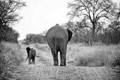 An African elephant Mother and Baby walk away down a dirt path Black and White,B&W,BW,Mono,Monotone,Monochromatic,Africa,African,African elephant,Animal,Animals,away,baby,calf,dust,dusty,elephant,elephants,family,Fauna,group,Loxodonta,Loxodonta africana,Mammal,ma