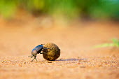 Dung beetle rolling ball of faeces Africa,Animal,Animals,Aphodiinae,ball,beetle,Dung,Dung Beetle,dung beetles,excrement,fauna,feces,faeces,flies,Hoedspruit,Insect,insects,Neateuchus,Neateuchus proboscideus,outdoors,outside,Photography