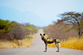 African wild dog Africa,African hunting dog,African painted dog,African wild dog,Animal,Animals,canine,Cape hunting dog,dog,dogs,Fauna,orornate wolf,outdoors,outside,painted dog,painted hunting dog,painted wolf,Safari
