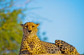Cheetah Acinonyx jubatus,animal,cat,cats,big cat,big cats,cheetah,cheetahs,dusk,fast,fauna,feline,mammal,mammals,speed,spots,sunset,wildlife,low light,low angle,blue sky,warm,adult,Shannon Benson,Chordates,Ch