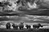 Five southern white rhinos rhino,rhinos,rhinoceros,Africa,Animal,Animals,Fauna,Safari,South Africa,Wild,Wildlife,outdoors,outside,black and white,b&w,dramatic,five,dark clouds,looking towards camera,group,herd,herbivore,Shannon