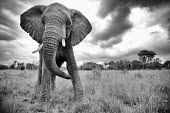 African elephants (Loxodonta africana), South Africa Africa,African elephant,Animal,elephant,elephants,Fauna,Loxodonta,Loxodonta africana,Mammal,mammals,South Africa,Waterberg,Wild,Wildlife,africana,aggressive,attack,display,ears out,stand off,warning,s