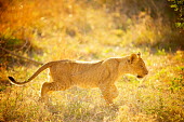 Lion cub Africa,alone,Animal,Animals,big cat,cat,cub,Fauna,feline,Horizontal,Kapama,Landscape,lion,lioness,mammal,mane,outdoors,outside,panthera,Panthera leo,Photo Workshop,Photography Safari,Photography Works