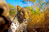 The leopard (Panthera pardus) Panthera,South Africa,Wild Cat,Panther,Shannon Benson,Fauna,Panthera pardus,Feline,Spots,Wild,Wildlife,Africa,Shannon Wild,Animal,Cat,Big Cat,Leopard,cats,big cat,big cats,wild cats,leopards,wide angl