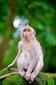 Crab-eating macaques South-East Asia,Macaque macaca,fascicularis,Indonesia,Bali,crab-eating,Ubud,animal,animals,wildlife,primate,primates,monkey,monkeys,looking at camera,shallow focus,green background,adult,sitting,rock,