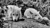 White wolves Animalia,Chordata,Mammalia,Carnivora,Canidae,Canis,wolf,wolves,white,two,pair,resting,black and white,b&w,black and white photography,monochrome
