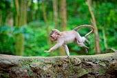Crab-eating macaques animal,animals,Bali,Indonesia,fascicularis,monkey,monkeys,Primate,primates,wildlife,Crab-eating,South-East Asia,Macaque macaca,Ubud,young,infant,run,jump,side,macaques,motion,movement,shallow focus,Sh