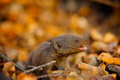Common dwarf mongoose Africa,Animal,Animals,carnivore,common dwarf mongoose,dwarf,dwarf mongoose,Fauna,Helogale,Helogale parvula,Herpestidae,mongoose,outdoors,outside,parvula,Safari,South Africa,Wild,Wildlife,small,African