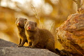 Common dwarf mongoose Africa,Animal,Animals,carnivore,common dwarf mongoose,dwarf,dwarf mongoose,Fauna,Helogale,Helogale parvula,Herpestidae,mongoose,outdoors,outside,parvula,Safari,South Africa,Wild,Wildlife,small,African