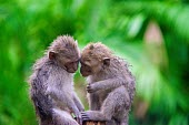Crab-eating macaques primate,primates,Indonesia,animal,Bali,Macaque Macaca,Ubud,South-East Asia,crab-eating,wildlife,fascicularis,monkey,monkeys,pair,two,rain,wet,interaction,green background,green,shallow focus,sitting,c