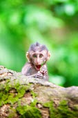 Crab-eating macaques Macaca,wildlife,primate,primates,fascicularis,South-East Asia,Indonesia,monkey,monkeys,Bali,crab-eating,macaque,macaques,Ubud,animal,cute,animals,coy,infant,young,shallow focus,green background,lookin