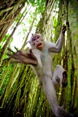 Crab-eating macaques wildlife,South-East Asia,fascicularis,Macaque macaca,animal,animals,Indonesia,monkey,monkeys,Ubud,primate,primates,Bali,crab-eating,forest,vines,unusual,angle,looking at camera,mouth open,vocalising,r