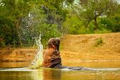 Hippopotamus Africa,Animal,Animals,aquatic,dam,dangerous,Fauna,Hippo,hippos,hippopotamus,Horizontal,Landscape,outdoors,outside,river,Safari,Shannon Benson,Shannon Wild,South Africa,swim,territorial,Wild,Wildlife,s