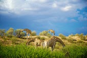 Four Giraffe (Giraffa camelopardalis) feeding with their heads hidden in an interesting mirror effect peek-a-boo,pair,Kgalagadi,SAN Park,Animal,National Park,hide,Transfrontier,Game Reserve,camouflage,two,camelopardalis,mirror,matching,Mata Mata,Kalahari,Shannon Benson,bent,giraffe,giraffes,South Afri
