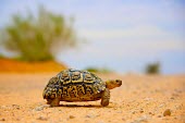 A leopard tortoise (Geochelone pardalis) crosses a dirt road South Africa National Park,Africa,National Park,Shannon Wild,Wildlife,Kalahari,Transfrontier,Mata Mata,Shannon Benson,Animal,Namibia,SAN Park,Game Reserve,Kgalagadi,Fauna,South Africa,Stigmochelys par