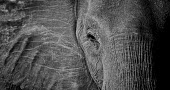 Eye contact Africa,African,African elephant,Animal,Animals,Black,elephant,elephants,Fauna,Grey,Loxodonta,Loxodonta africana,Mammal,mammals,Mono,Monochromatic,Monochrome,outdoors,outside,Safari,South Africa,White,