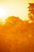 Common Ostrich bathed in golden afternoon light large bird,afternoon,Kgalagadi,bathed,Africa,Kalahari,dance,golden light,backlit,Wildlife,Common Ostrich,golden,Animal,Transfrontier,bird,birds,Struthio camelus,display,Game Reserve,SAN Park,South Afr