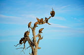 A group of White-backed vultures (Gyps africanus) sitting in a tree against blue sky Africa,Animal,Animals,bird,birds,bird of prey,birds of prey,blue sky,family,Fauna,group,outdoors,outside,Portrait,profile,Safari,Shannon Benson,Shannon Wild,sky,South Africa,vulture,vultures,wait,watc