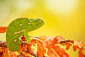 Flap-necked chameleon looking at camera sitting on a branch with autumn orange leaves ready to fall Africa,Animal,Animals,Branch,camouflage,Chamaeleo,Chamaeleo dilepis,Chameleon,chameleons,cute,dilepis,eye contact,eyes,Fauna,Flap,Flap Necked,green,Horizontal,Landscape,little,Lizard,lizards,looking,l