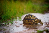The Leopard tortoise (Stigmochelys pardalis) is a large and attractively marked tortoise Africa,Animal,cross,crossing,droplets,Fauna,Geochelone,hide,individual,Leopard Tortoise,one,pardalis,portable home,puddle,rain,raining,river,saturated,Shannon Benson,Shannon Wild,Shell,single,South Af
