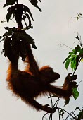 A young wild Orangutan (Pongo pygmaeus) grazes on vines in Sandakan against a dusk sky Animal,Ape,apes,Arms,Asia,Belly,Black,Borneo,Brown,Calm,Climb,Curious,Dusk,Eat,Enviornment,Exotic,Fauna,Forest,Fur,Grasp,Great Ape,great apes,Grip,Hairy,Hand,Hang,Hold,Inquisitive,Jungle,Legs,Malaysia