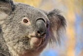 Koala (Phascolarctos cinereus) Brown,Australian,Nature,Grey,Koala,koalas,Phascolarctos cinereus,Outback,Color,outdoor,portrait,yellow,Animal,face,Hairy,Mammal,mammals,Fauna,blue,nose,marsupial,marsupials,smile,branch,close,icon,euc