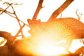 The leopard (Panthera pardus) Africa,Animal,Big Cat,Cat,dawn,dusk,Fauna,Feline,golden,Leopard,Panther,Panthera,Panthera pardus,rest,Shannon Benson,Shannon Wild,South Africa,Spots,sunset,tree,Wild,Wild Cat,Wildlife,cats,big cat,big
