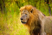 A male lion looks into the distance while standing. Photographed in profile Africa,Animal,Animals,big cat,cat,Fauna,feline,king,lion,look,looking,male,mammal,mane,outdoors,outside,panthera,Panthera leo,Portrait,profile,Safari,see,Shannon Benson,Shannon Wild,South Africa,stand