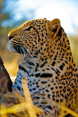 The leopard (Panthera pardus) Panthera,South Africa,Wild Cat,Panther,Shannon Benson,Fauna,Panthera pardus,Feline,Spots,Wild,Wildlife,Africa,Shannon Wild,Animal,Cat,Big Cat,Leopard,cats,big cat,big cats,wild cats,leopards,golden,cl