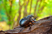 Rhinoceros beetles are herbivorous insects named for the horn-like projections on and around the heads of males Africa,Animal,Animals,beetle,beetles,close up,close-up,Dynastinae,Entomology,Fauna,insect,insects,macro,outdoors,outside,Photo Workshop,Photography Safari,Photography Workshop,profile,rhino,rhino beet