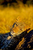 The leopard (Panthera pardus) Panthera,South Africa,Wild Cat,Panther,Shannon Benson,Fauna,Panthera pardus,Feline,Spots,Wild,Wildlife,Africa,Shannon Wild,Animal,Cat,Big Cat,Leopard,cats,big cat,big cats,wild cats,leopards,golden,lo