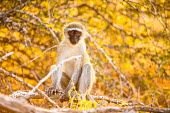 Vervet Monkey at dusk Africa,afternoon,alone,Animal,aroreal,backlit,Bush,Chlorocebus,Chlorocebus pygerythrus,dusk,Fauna,glow,golden,individual,Kruger,Kruger National Park,Kruger NP,lone,mammal,mammals,monkey,monkeys,ponder