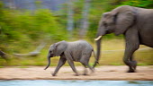 A baby African elephant runs in excited anticipation to a waterhole with family. active,Africa,African,African elephant,africana,Animal,Animals,baby,blur,elephant,Fauna,Loxodonta,Loxodonta africana,Mammal,outdoors,outside,run,Safari,Shannon Benson,Shannon Wild,slow shutter speed,S