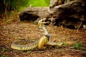 The snouted cobra (Naja annulifera) Africa,Animal,Animals,annulifera,Cleopatra,Cobra,Danger,Egyptian,Egyptian Cobra,Fauna,Naja,Naja annulifera,outdoors,outside,Shannon Benson,Shannon Wild,Snouted,Snouted Cobra,South Africa,Venomous,Wild