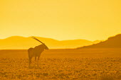 Oryx at Dusk Namibia Africa,Animal,Animals,Fauna,Safari,Shannon Benson,Shannon Wild,South Africa,Wild,Wildlife,outdoors,outside,oryx,gemsbok,antelope,antelopes,horns,golden,sunset,habitat,landscape,soft,hazy,Bovidae,Bison