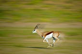 A Springbok (Antidorcas marsupialis) runs South Africa,Shannon Benson,Antidorcas,marsupialis,in motion,motion,Kalahari,Animal,Kgalagadi,Mata Mata,action,running,Springbok,Shannon Wild,Africa,motion blur,National Park,SAN Park,South Africa Nat