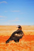 The Wedge-tailed Eagle adult,Animal,Aquila audax,Australia,Australia's Largest Eagle,Australian,background,beak,Bird,birds,birds of prey,Bird of Prey,blue,Blue Sky,close,colour,colourful,colorful,common,Close-up,close up,ne