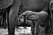 Thirsty Shannon Benson,Shannon Wild,Black and White,B&W,BW,Mono,Monotone,Monochromatic,Art,Photo Art,Animals,Wildlife Photography,Wildlife,Animal,elephant,elephants,African elephant,Baby,baby elephant,thirsty
