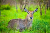 A Waterbuck (Kobus ellipsiprymnus) sitting amongst lush green bush looking at camera Africa,afternoon,Animal,antelope,antelopes,buck,bush,dusk,looking towards camera,Fauna,fluffy,full body,glow,green,Kobus ellipsiprymnus,landscape,lush,Mammal,mammals,relax,relaxed,rest,resting,Shannon